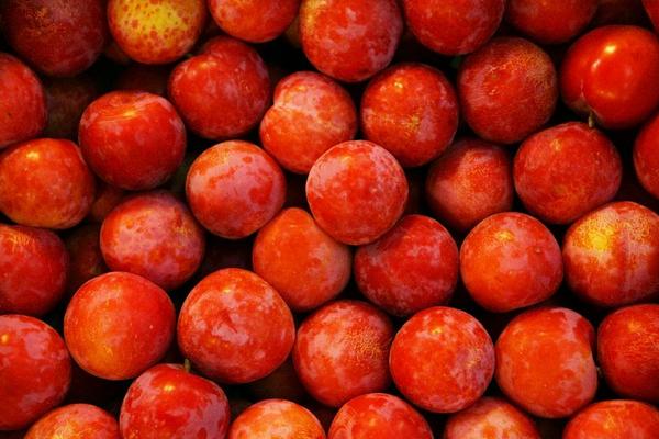 李子什么時(shí)候成熟