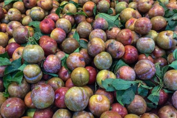 李子什么時(shí)候成熟