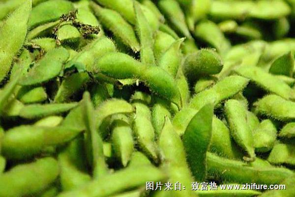 2018種毛豆賺錢嗎？毛豆種植的利潤與投資成本及前景預測
