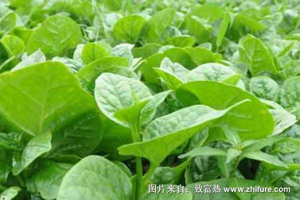 2018種木耳菜賺錢嗎?木耳菜種植的利潤與投資成本及前景預測