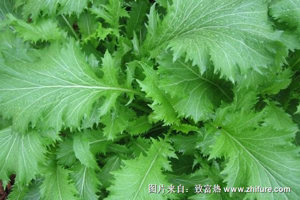 2018種雪菜賺錢嗎？雪菜種植的利潤與投資成本及前景預測