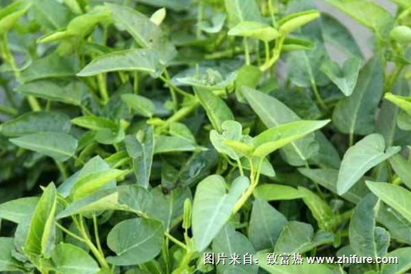 2018種空心菜賺錢嗎?空心菜種植的利潤與投資成本及前景預(yù)測