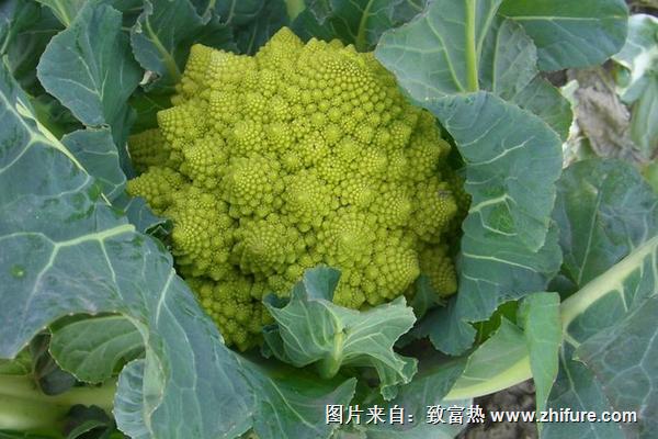 2018種花椰菜賺錢嗎?花椰菜種植的利潤與投資成本及前景預測