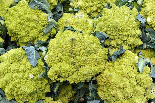 2018種花椰菜賺錢嗎？花椰菜種植的利潤與投資成本及前景預測