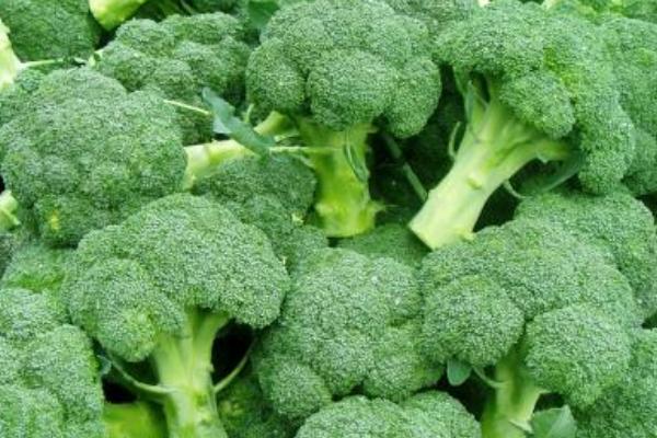 2018種花椰菜賺錢嗎？花椰菜種植的利潤與投資成本及前景預測