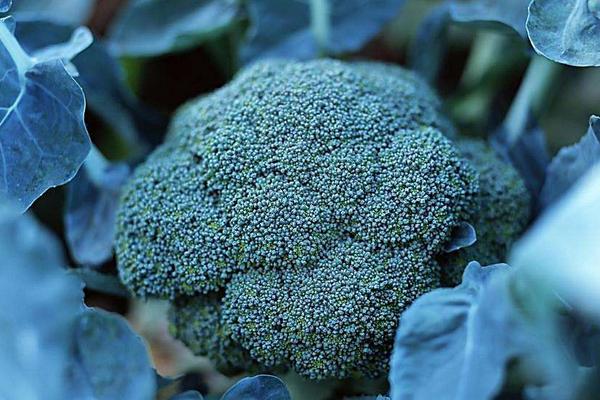 2018種花椰菜賺錢嗎？花椰菜種植的利潤與投資成本及前景預測