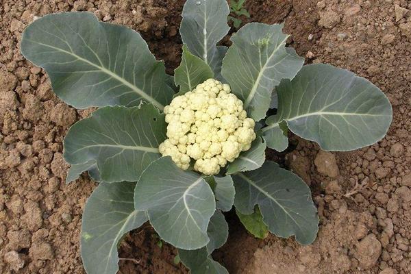 2018種花椰菜賺錢嗎？花椰菜種植的利潤與投資成本及前景預測