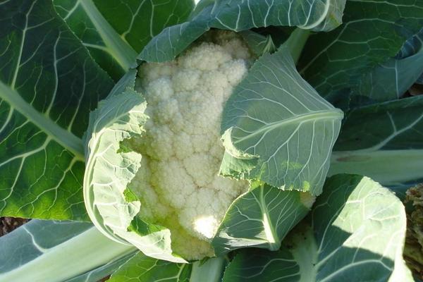 2018種花椰菜賺錢嗎？花椰菜種植的利潤與投資成本及前景預測