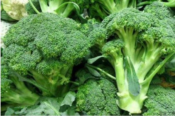 2018種花椰菜賺錢嗎？花椰菜種植的利潤與投資成本及前景預測