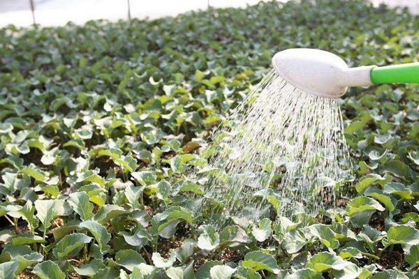 2018種花椰菜賺錢嗎？花椰菜種植的利潤與投資成本及前景預測