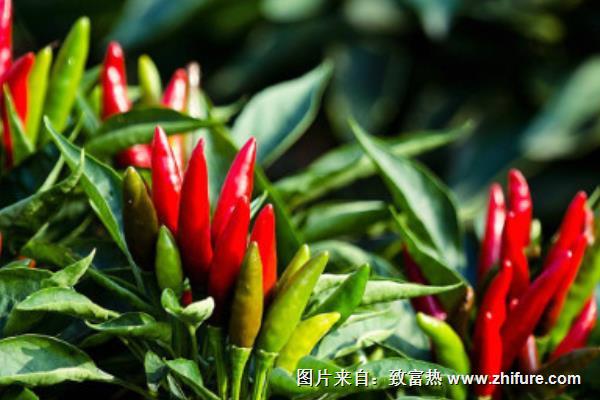 朝天椒營(yíng)養(yǎng)價(jià)值