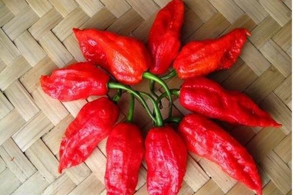 朝天椒和小米椒哪個辣