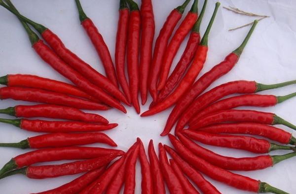 朝天椒和小米椒哪個辣