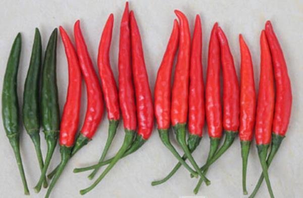 朝天椒和小米椒哪個辣