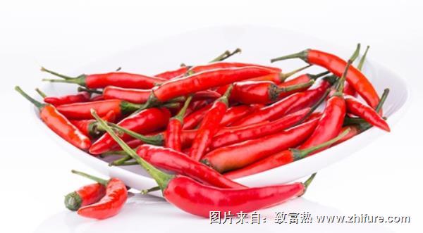 指天椒和朝天椒一樣嗎