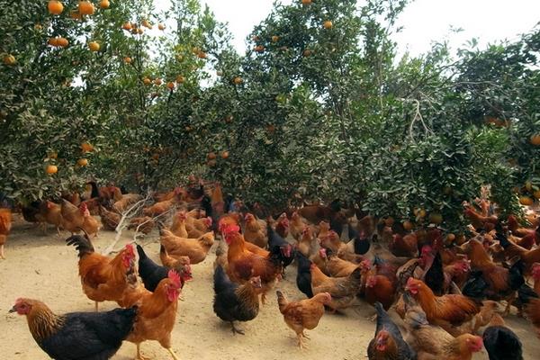 養(yǎng)雞怎么預(yù)防禽流感效果最好？