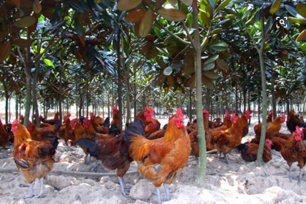 養(yǎng)雞怎么預(yù)防禽流感效果最好？