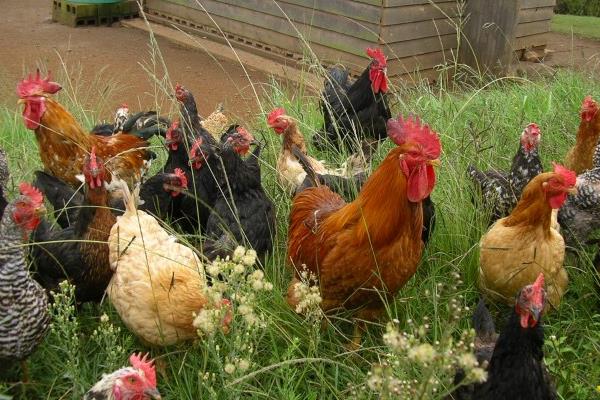 養(yǎng)雞怎么預(yù)防禽流感效果最好？