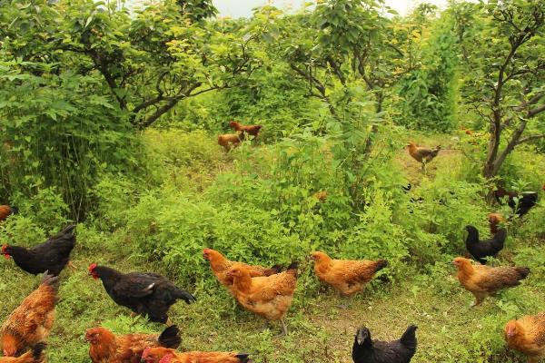 養(yǎng)雞怎么預(yù)防禽流感效果最好？