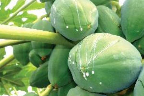 木瓜蛋白酶價(jià)格多少錢一斤