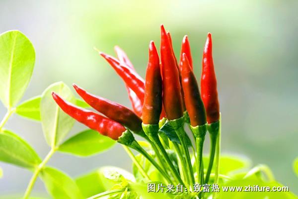 朝天椒和小米椒區(qū)別是什么