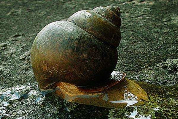 養殖田螺的病蟲害防治