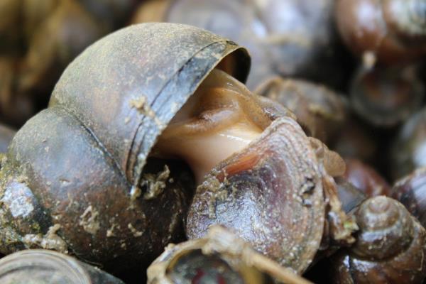 養殖田螺的病蟲害防治