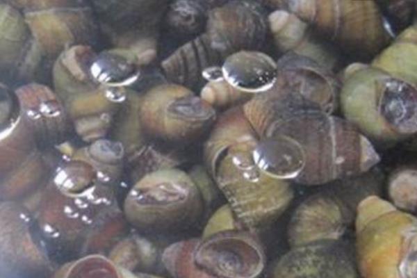 養殖田螺的病蟲害防治