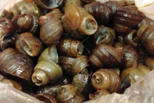 養殖田螺的病蟲害防治