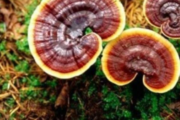 靈芝種植季節選擇