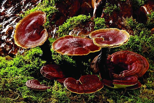 靈芝種植季節選擇