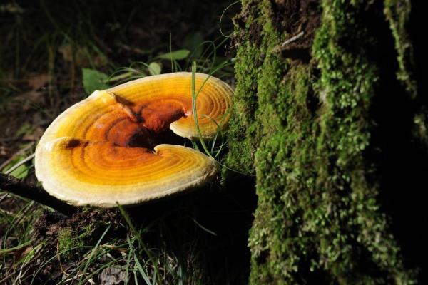 靈芝種植季節選擇