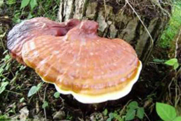 靈芝種植季節選擇