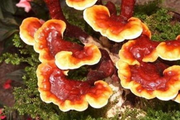 靈芝種植季節選擇