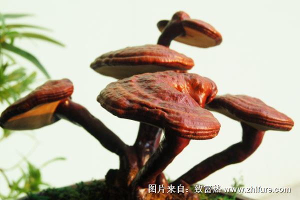 靈芝種植季節選擇