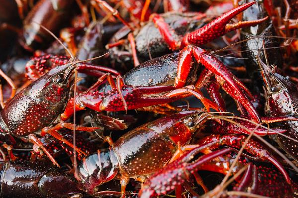 小龍蝦放養方法及注意事項