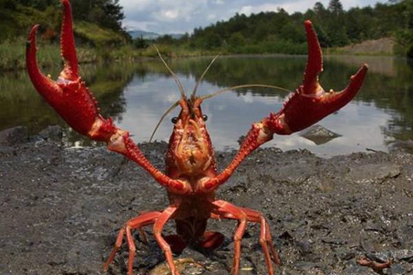 小龍蝦放養方法及注意事項