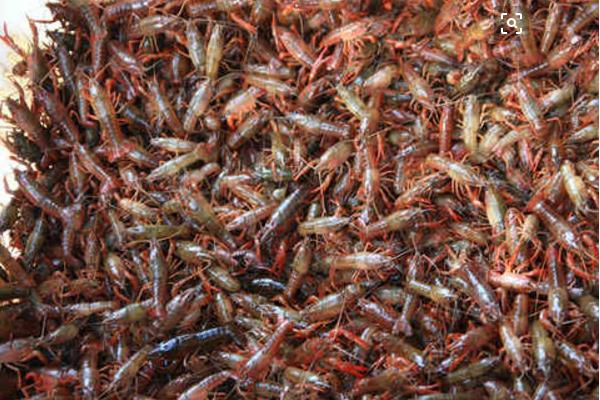 小龍蝦放養方法及注意事項