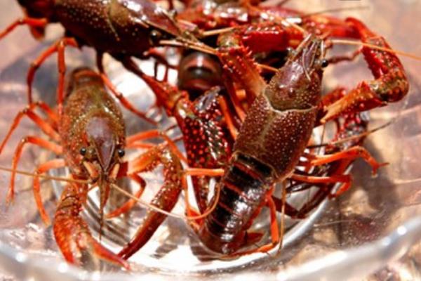 小龍蝦放養方法及注意事項