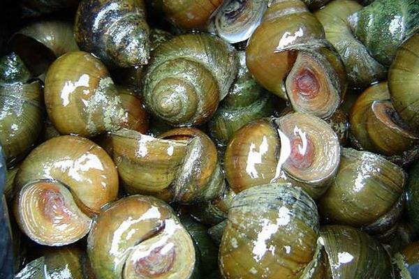 養殖田螺的病蟲害防治