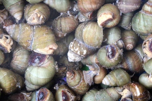 養殖田螺的病蟲害防治