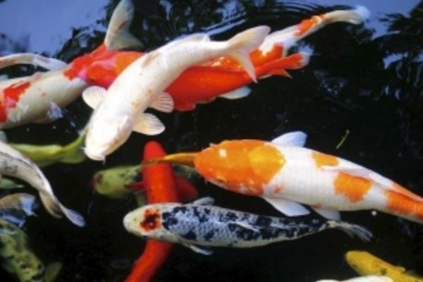 錦鯉飼料配方和注意事項