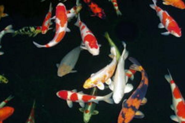 錦鯉飼料配方和注意事項