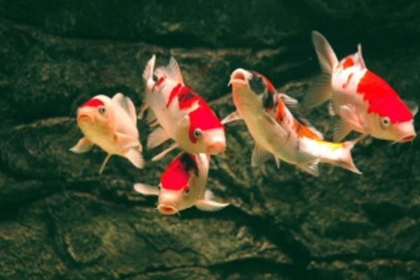 錦鯉飼料配方和注意事項