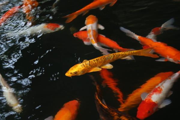 錦鯉飼料配方和注意事項