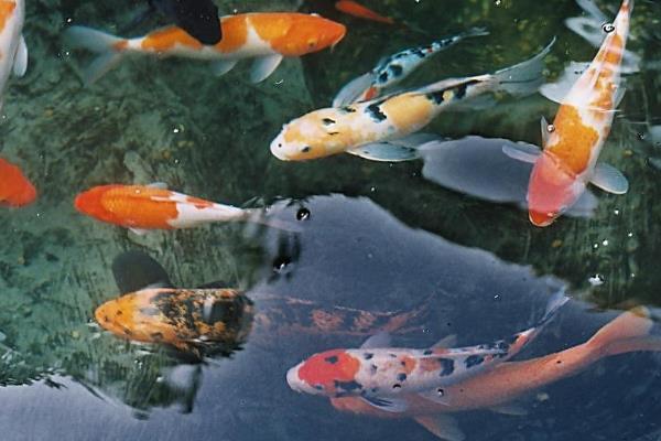 錦鯉飼料配方和注意事項