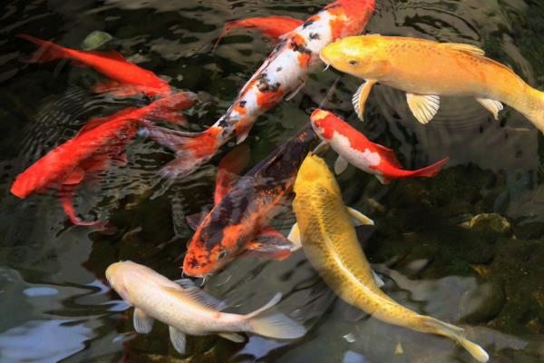 錦鯉飼料配方和注意事項