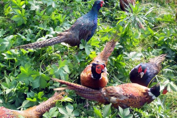 山雞蛋的孵化需要注意什么