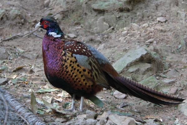 山雞蛋的孵化需要注意什么