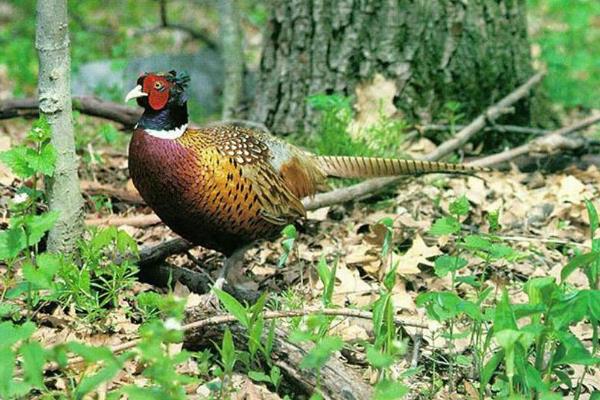 山雞蛋的孵化需要注意什么